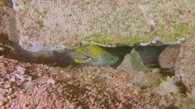 A moray eel, possibly undulated, fimbriated, or Abbott&rsquo;s species, rests in a reef crevice with its mouth open, scanning its surroundings.