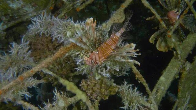A lionfish, either red lionfish or devil firefish, shows off its iconic stripes and spines while hovering elegantly in a vibrant reef setting.