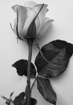 Black and white photo with one white rose