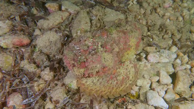 A well-camouflaged stonefish rests on the seabed, blending perfectly with coral and rock formations, hiding its venomous spines.