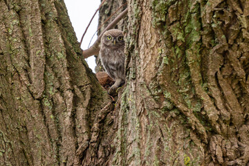 Obraz premium Juvenile little owl (Athene noctua) in the Netherlands