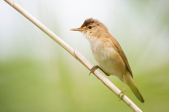 Common reed warbler (Acrocephalus scirpaceus) on reed in a polder in the Netherlands
