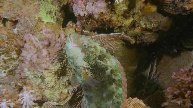 A vibrant parrotfish feeds on coral reef algae, displaying vivid colors and distinctive beak-like mouth for grazing.