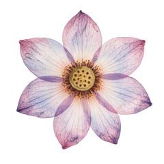 Fototapeta premium PNG Delicate lotus flower illustration