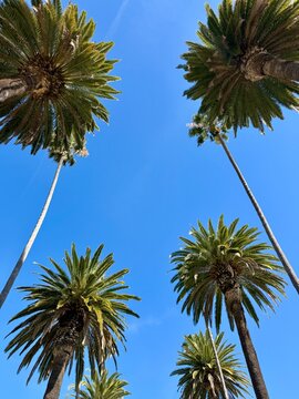 Beautiful palm trees isolated against a blue sky