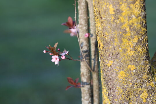 close up of beautiful pink flowers on a cherry plum tree trunk , prunus cerasifera, blooming at springtime on a green background, macro photography	