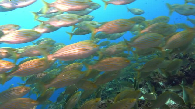 Mediterranean Underwater Scene with Salema porgy fish