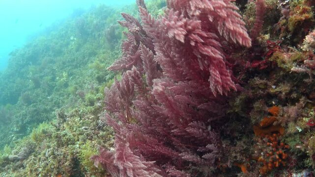 Underwater scene - Red algae sways in a Mediterranean reef