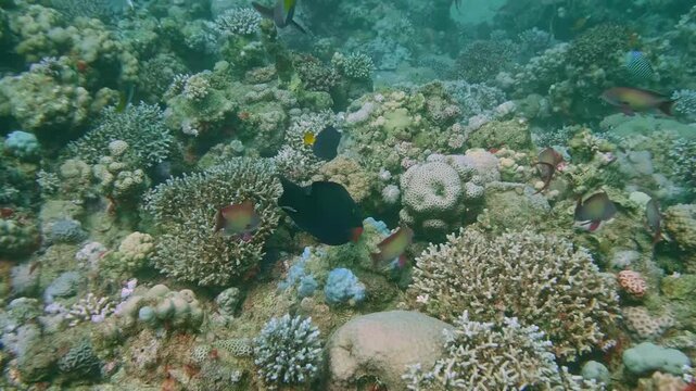 A large triggerfish moves among smaller colorful reef fish, weaving between branching corals in a thriving tropical reef environment.