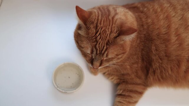 Close up of an orange tabby cat drinking water from a bowl