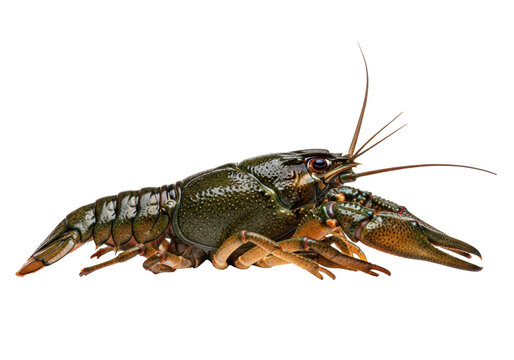 A single freshwater crayfish in profile, displaying detailed dark forest green segmented armor, large chelipeds, and long antennae on a pure brilliant white background. Scientific macro portrait
