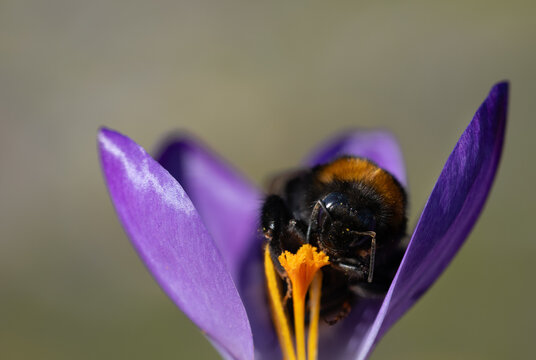 A bumblebee is searching for pollen and food in a purple crocus