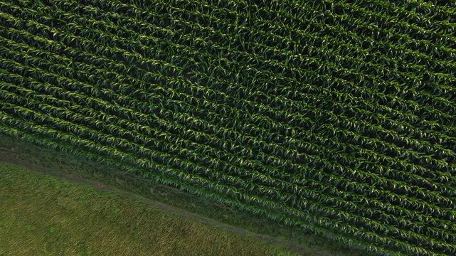 Aerial shot view from a drone of an agricultural area farm corn field for food or ethanol. Hazy summer sunshine, lowering altitude, facing down.