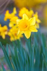 Obraz premium A spring background with blooming daffodils, a gentle kiss of spring. Early blooming. The first spring flowers. Blurred background. yellow daffodils in spring, daffodils in the garden.