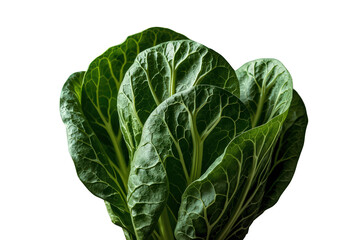 Obraz premium Fresh green tatsoi or bok choy leaves growing, displaying healthy organic produce and nutritious vegan food on transparent background