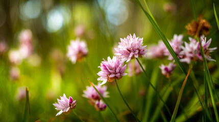 Delicate pink wildflowers blooming among green grass in a sunlit meadow with soft bokeh in the background on a warm spring day