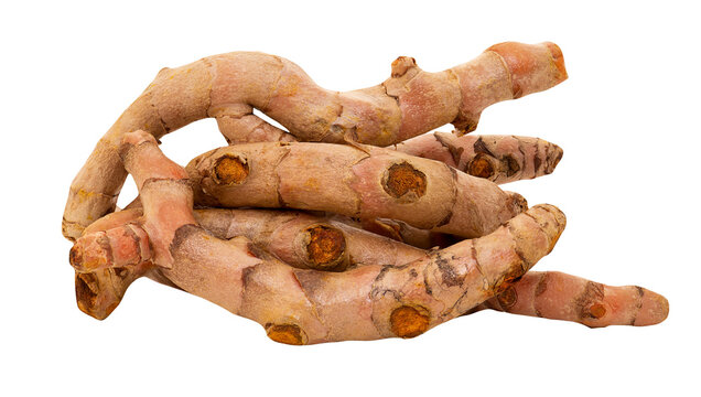 Turmeric or Curcuma longa rhizomes isolated on transparent background.