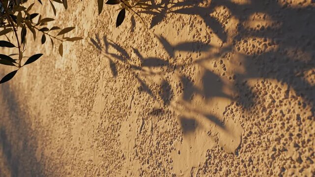 Olive leaves shadows on textured wall in golden sunlight