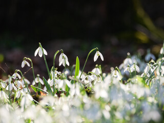 Śnieżyczka przebiśnieg (Galanthus nivalis), pierwsze oznaki wiosny. Kwiaty spotykane w lesie.  © filozofgrecki