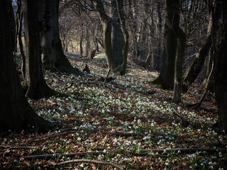 Śnieżyczka przebiśnieg (Galanthus nivalis), pierwsze oznaki wiosny. Kwiaty spotykane w lesie.  © filozofgrecki