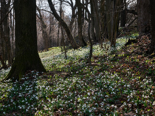 Śnieżyczka przebiśnieg (Galanthus nivalis), pierwsze oznaki wiosny. Kwiaty spotykane w lesie.  © filozofgrecki