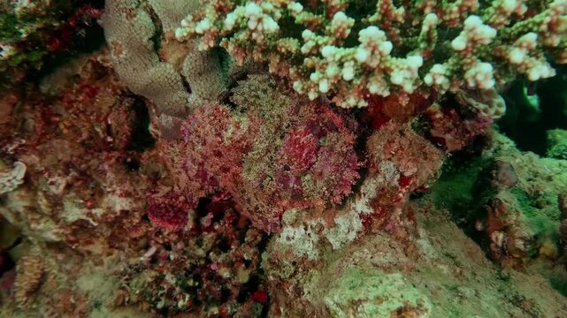 A venomous reef stonefish (Synanceia verrucosa) rests motionless on the seafloor, blending seamlessly with surrounding coral rubble.