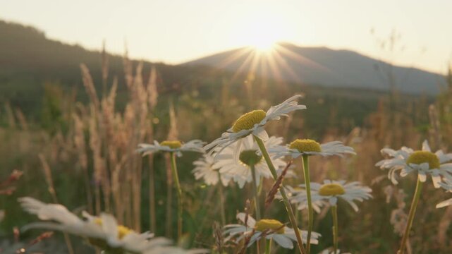 Wild daisies stand tall in a field, illuminated by the soft rays of the setting sun with mountains in the distance. This tranquil nature view captures the essence of summer and outdoor beauty