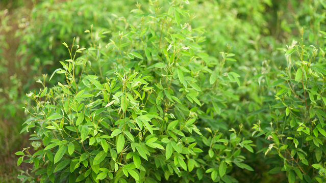 Pigeon pea plants spread across farmland in rural India, captured in natural light with subtle blur and layered greenery forming a natural field texture.