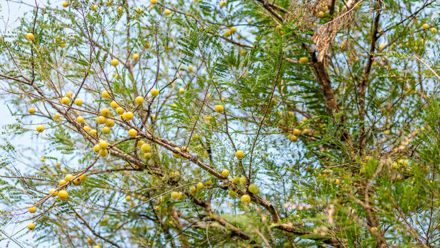 Clusters of green amla fruits on a tree with fresh leaves, photographed in natural light with soft blur and detailed botanical textures.