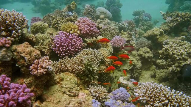 In the Red Sea, vibrant corals host a school of anthias, possibly lyretail or scalefin anthias, weaving among branching reef structures.