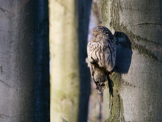 Puszczyk Uralski w Beskidach. Strix uralensis, Ural Owl.   © filozofgrecki