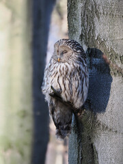 Puszczyk Uralski w Beskidach. Strix uralensis, Ural Owl.   © filozofgrecki