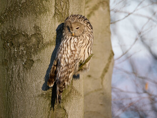 Puszczyk Uralski w Beskidach. Strix uralensis, Ural Owl.   © filozofgrecki