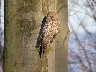 Puszczyk Uralski w Beskidach. Strix uralensis, Ural Owl.   © filozofgrecki