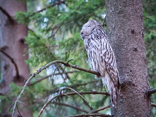 Puszczyk Uralski w Beskidach. Strix uralensis, Ural Owl.   © filozofgrecki
