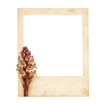 PNG Vintage floral photo frame