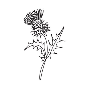 Detailed line drawing of a thistle flower with spiky leaves