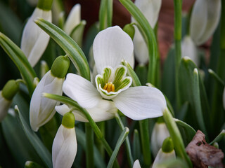 Śnieżyczka przebiśnieg (Galanthus nivalis), pierwsze oznaki wiosny. Kwiaty spotykane w lesie. © filozofgrecki