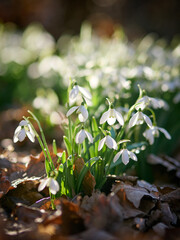Śnieżyczka przebiśnieg (Galanthus nivalis), pierwsze oznaki wiosny. Kwiaty spotykane w lesie. © filozofgrecki