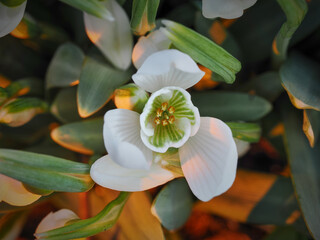 Śnieżyczka przebiśnieg (Galanthus nivalis), pierwsze oznaki wiosny. Kwiaty spotykane w lesie. © filozofgrecki