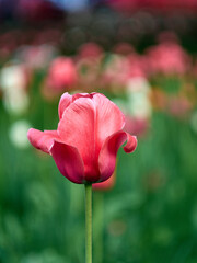 Tulipany - wiosenne kwiaty