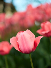 Tulipany - wiosenne kwiaty