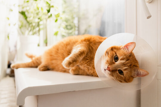 Orange tabby cat wearing a cone of shame rests on a windowsill with plants in the background
