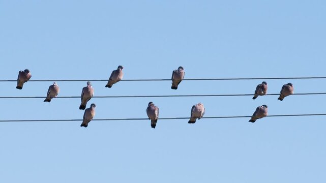 Wood pigeons perched on power lines near agricultural fields in Europe