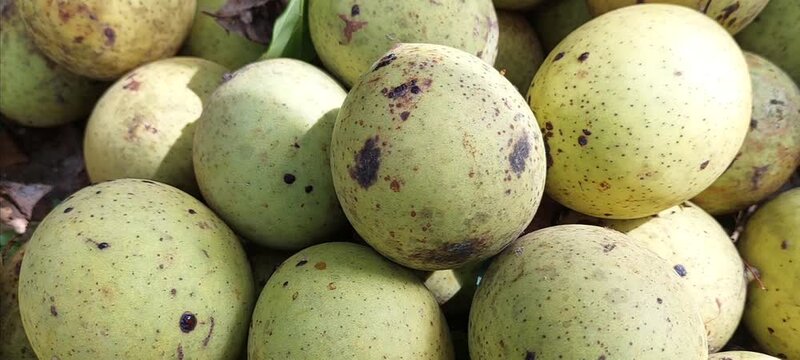 close-up view of bacang fruit. 