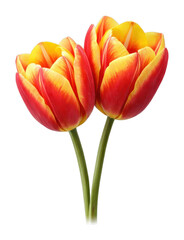 Fototapeta premium PNG Vibrant tulips on white background.