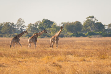 Three Wild Giraffes in Grassy Plain in Chobe National Park, Botswana © EllenXue