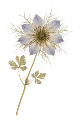 Obraz premium PNG Delicate pressed flower art.