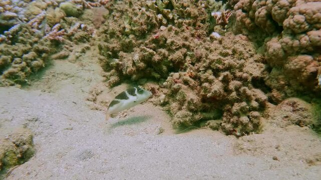 A blacksaddle filefish (Paraluteres prionurus) or blacksaddle toby (Canthigaster valentini) hovers over coral reef structures.