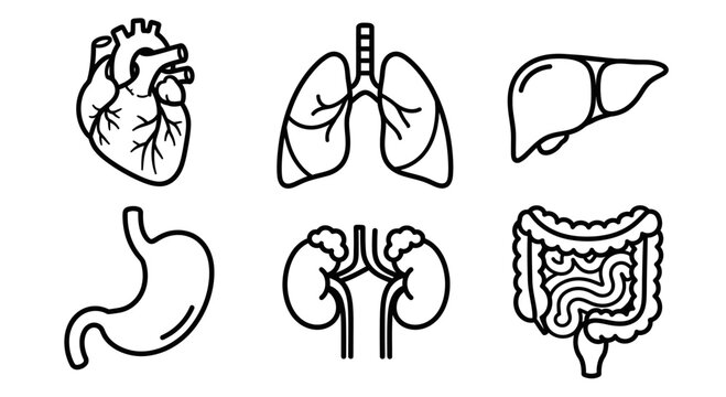 Set of human internal organs icons in thin line art style, isolated on white background.